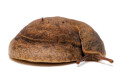 Laevicaulis sp. Nigeria adult